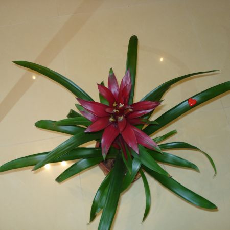 Guzmania(mihaela)